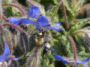 Eucera nipponensis