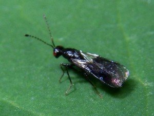 Hymenoptera sp.