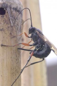 Ichneumonidae sp.