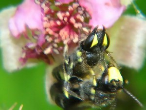 Hylaeus sp.