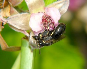 Hylaeus sp.