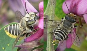 Megachile subalbuta