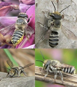 Megachile subalbuta