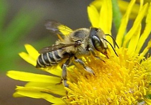 Megachile subalbuta