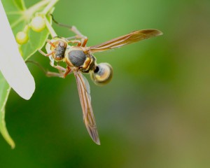 Polistes nipponensis