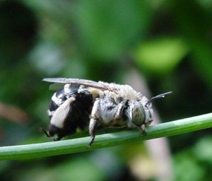 Amegilla quadrifasciata