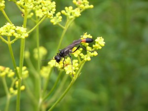 Ammophila infesta