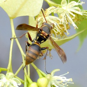 Polistes nipponensis