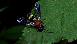 Poecilogonalos fasciata kibunensis