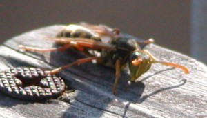 Polistes chinensis antennalis