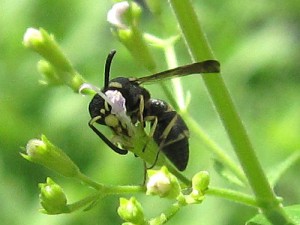 Stenodynerus clypeopictus