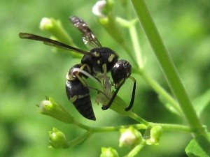 Stenodynerus clypeopictus