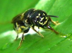 Ceratina flavipes