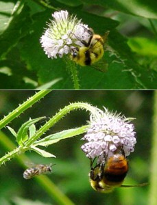 Bombus ignitus