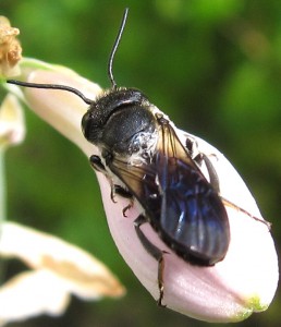 Megachile disjunctiformis