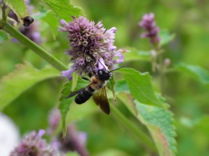 Megachile sculpturalis