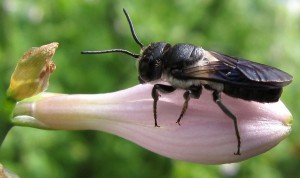Megachile disjunctiformis
