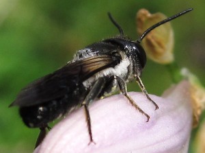 Megachile disjunctiformis