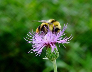 Bombus ignitus