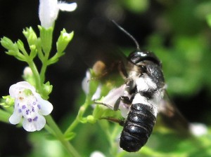 Megachile disjunctiformis