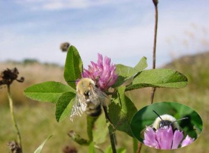 Bombus diversus diversus