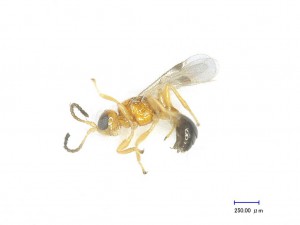 Hymenoptera sp.