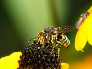 Coelioxys yanonis