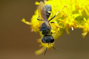 Crabronidae gen. sp.