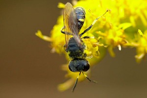 Crabronidae gen. sp.