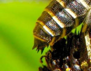 Coelioxys yanonis