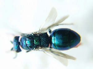 Pseudomalus djozanus hondonis