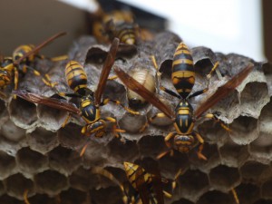 Polistes rothneyi iwatai