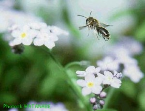 Andrena sp.