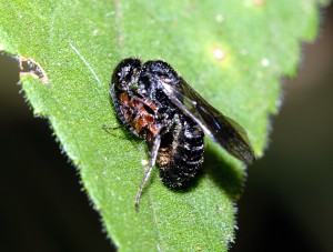 Myrmosa nigrofasciata