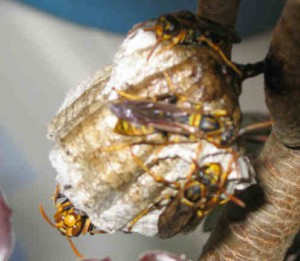 Polistes jokahamae jokahamae