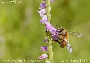 Apis mellifera