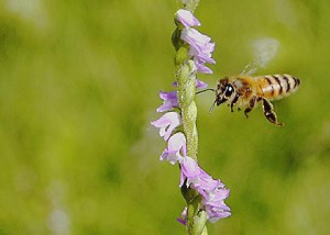 Apis mellifera