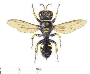 Ectemnius cavifrons aurarius