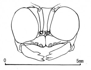 Ectemnius cavifrons aurarius