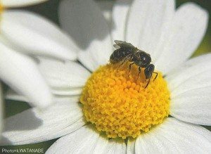 Andrena sp.