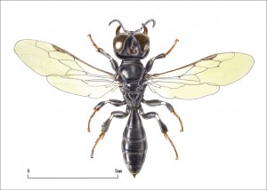 Crossocerus sp.