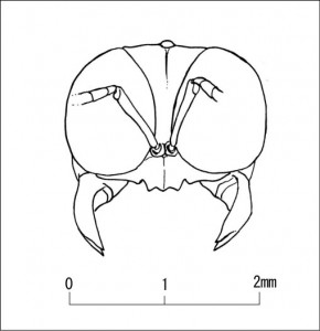 Crossocerus sp.