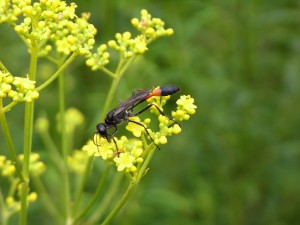 Ammophila infesta