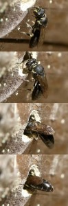 Hylaeus sp.