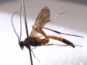 Ichneumonidae sp.