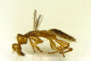 Eulophidae gen. sp.