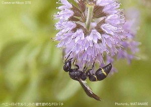 Stenodynerus chinensis simillimus