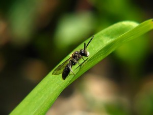 Andrena sp.