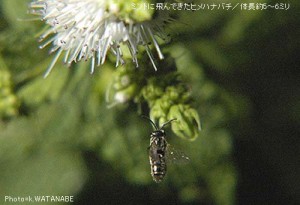 Andrena sp.