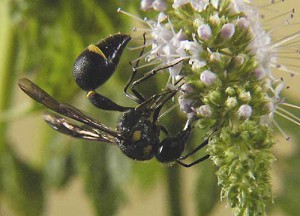 Eumenes rubronotatus rubronotatus